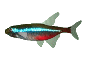 3D animated neon tetra tropical fish