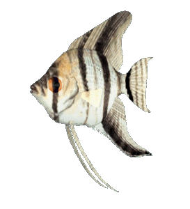 angel fish gif animation