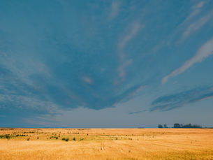 Wide open field of yellow wheat with large blue expansive sky