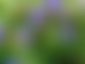 暑中お見舞い申し上げます。