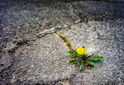 "Resilience: The Unbeatable Skill for the Future Workforce. How are You Equipping Your Team to Thrive?"