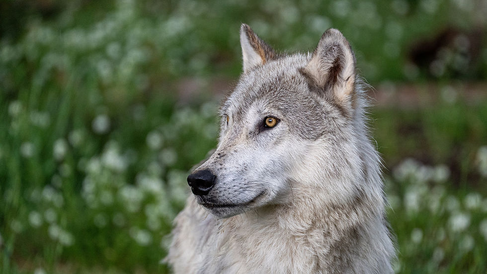 wolf-national-park