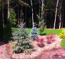 Haie naturelle pour intimité