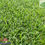Thumbnail: MATILDA BUFFALO TURF