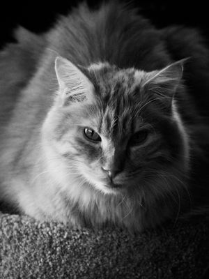 Refuge pour chat Estrie Adoption de chat noir et blanc Estrie Félinerie Estrie noir et blanc Animaux abandonnés Estrie Photog