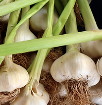 Garlic green stems.png