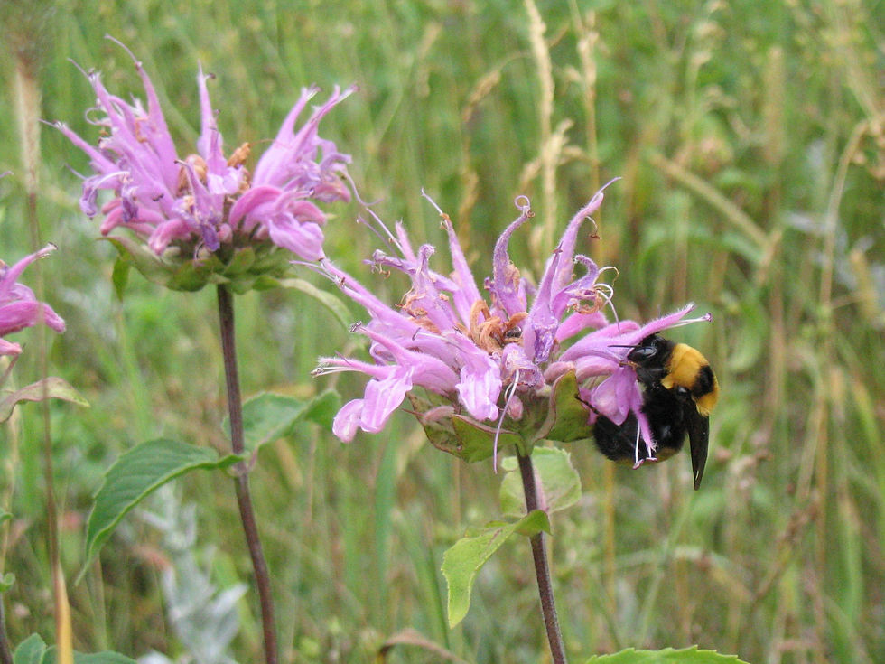 Bee balm Monarda fistulosa Wild Oregano