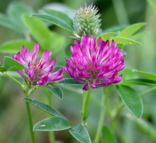 Red Clover
