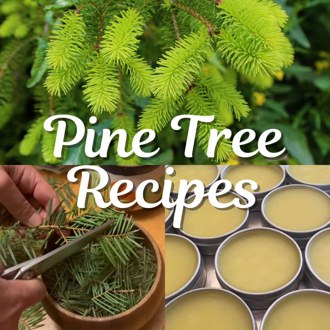 Pine Tree Recipes