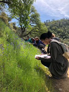 Herb walk
