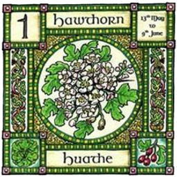 Hawthorn celtic knots