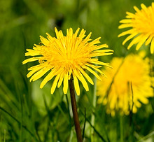 Dandelions