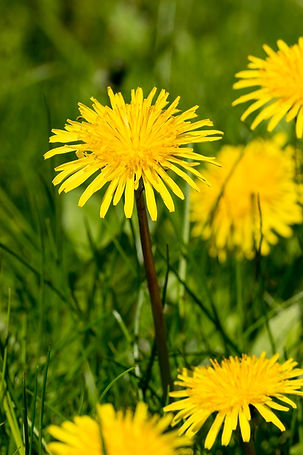 dandelions-3152523_1920.jpg