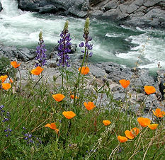 Yuba River2.jpg