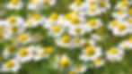 Chamomile Matricaria recutita