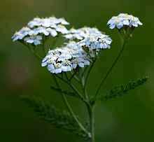 Yarrow