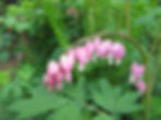 Pacific Bleeding Heart Dicentra formosa