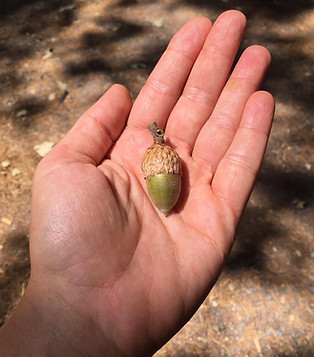 Acorn in hand.jpg