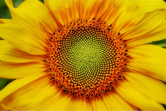 sunflower.png