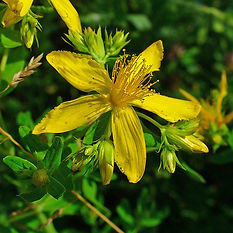 St. John's Wort.jpg