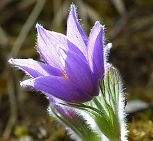 Pasque flower Pulsatilla