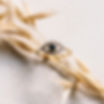 Evil Eye | Sapphire and Diamond Stackable Ring