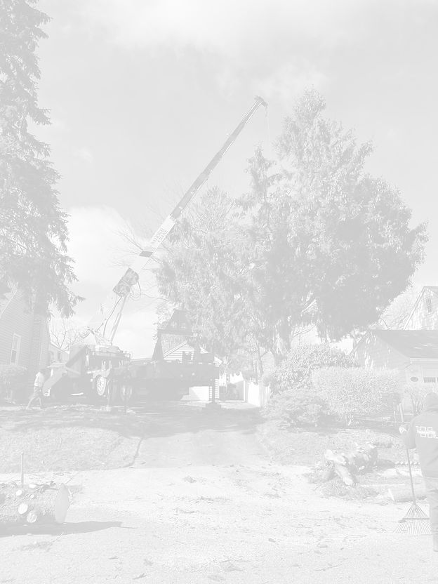 Tree Boss Tree Services9_edited.jpg