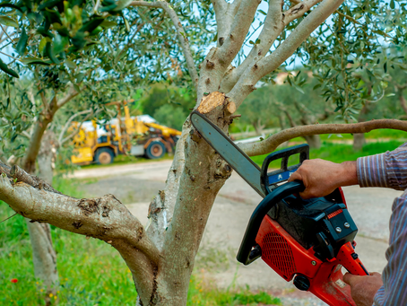 Prioritizing Safety and Beauty: The Role of Summer Tree Removal