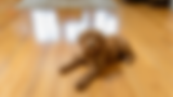 Genesis Hardwood Floors.png