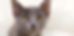 kittens 1_edited.jpg