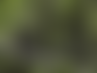 Restoring Ecosystem Resilience: Costa Rica's Role in the Global Fight Against Biodiversity Loss