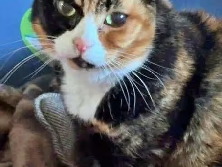  CAT put down by RSPCA within hours as family warns 'microchips don't mean anything'