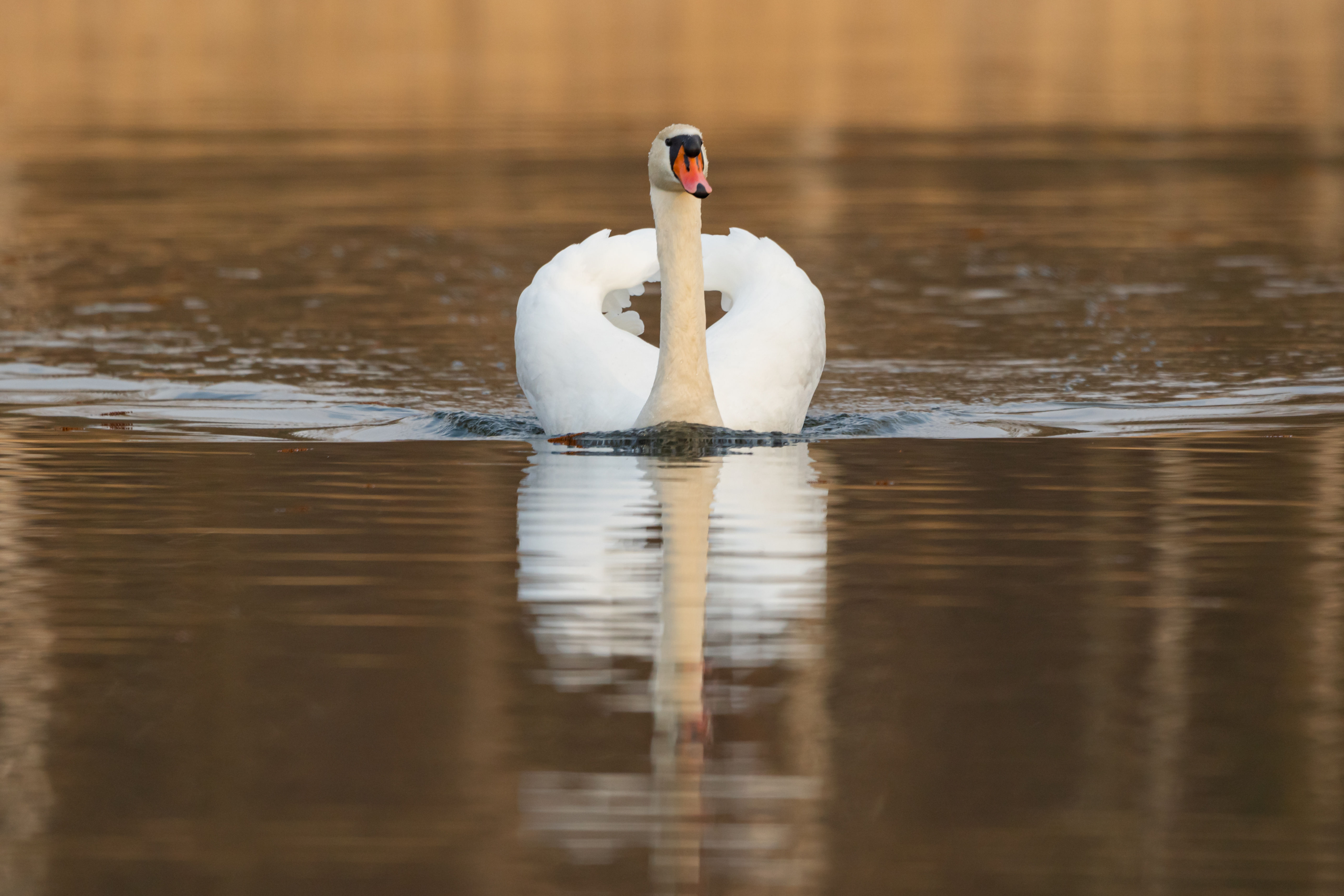 Schwan