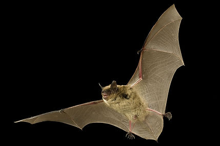 wawmlittlebrownbat-md.jpg