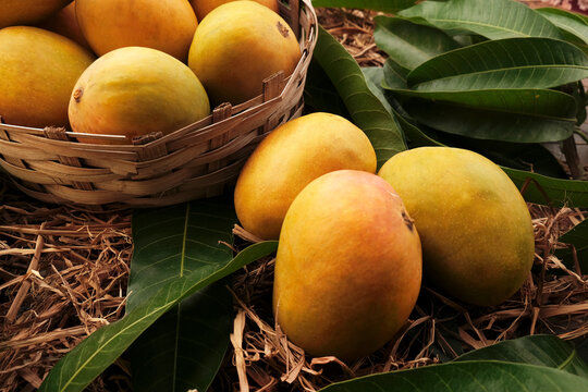 Premium Alphonso Mangoes - Ratnagiri