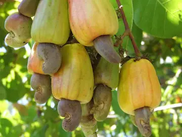 Farm Fresh Wet/Tender Cashews (ओले काजू)