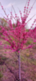 3-1_single_pink_tree