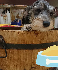 犬のシャンプー
