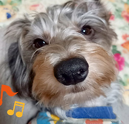 ペットトリミング