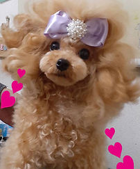 リボンをつけた犬