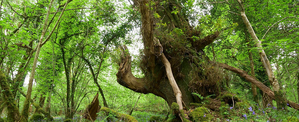 Large narly tree surrounded by smaller branches