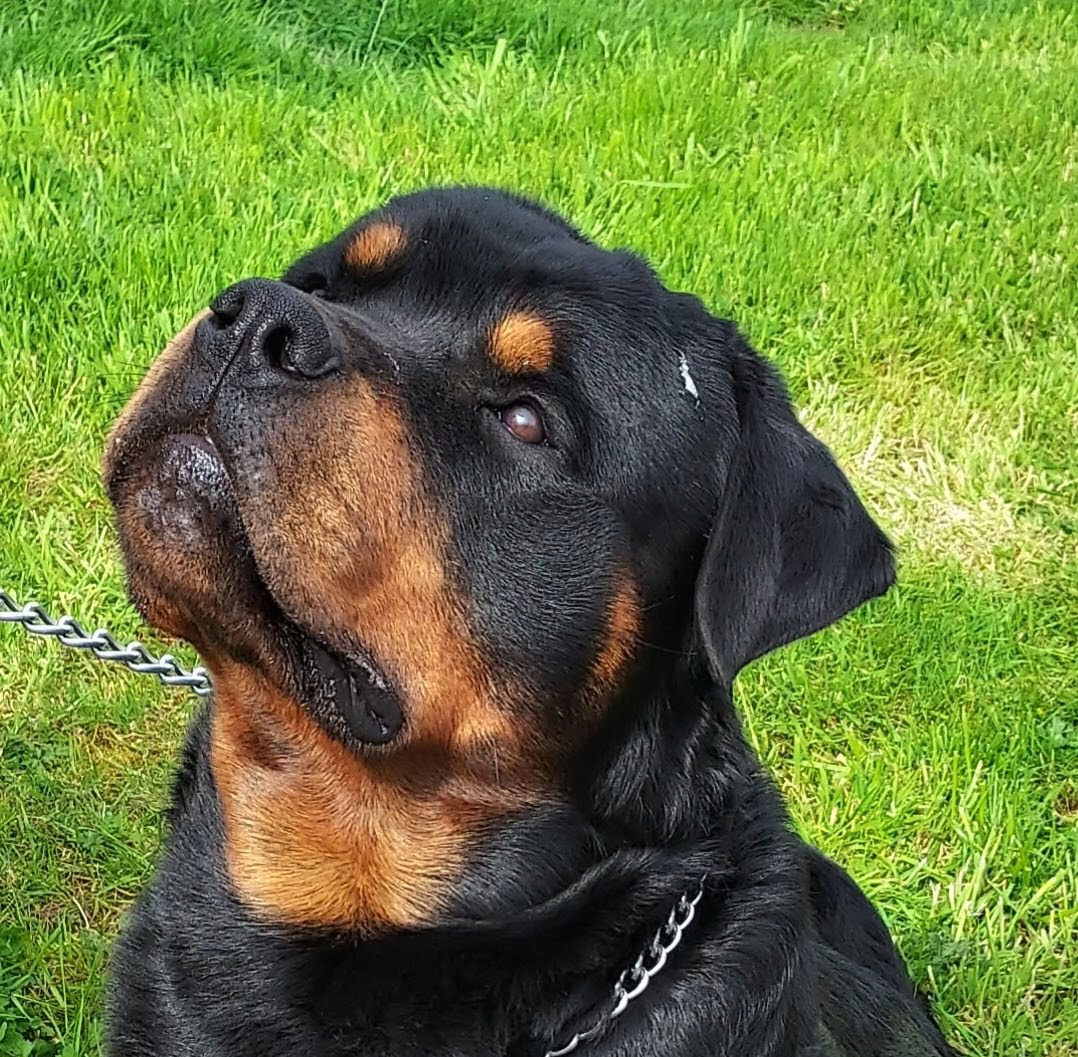 Labrador dog holds purple ring toy