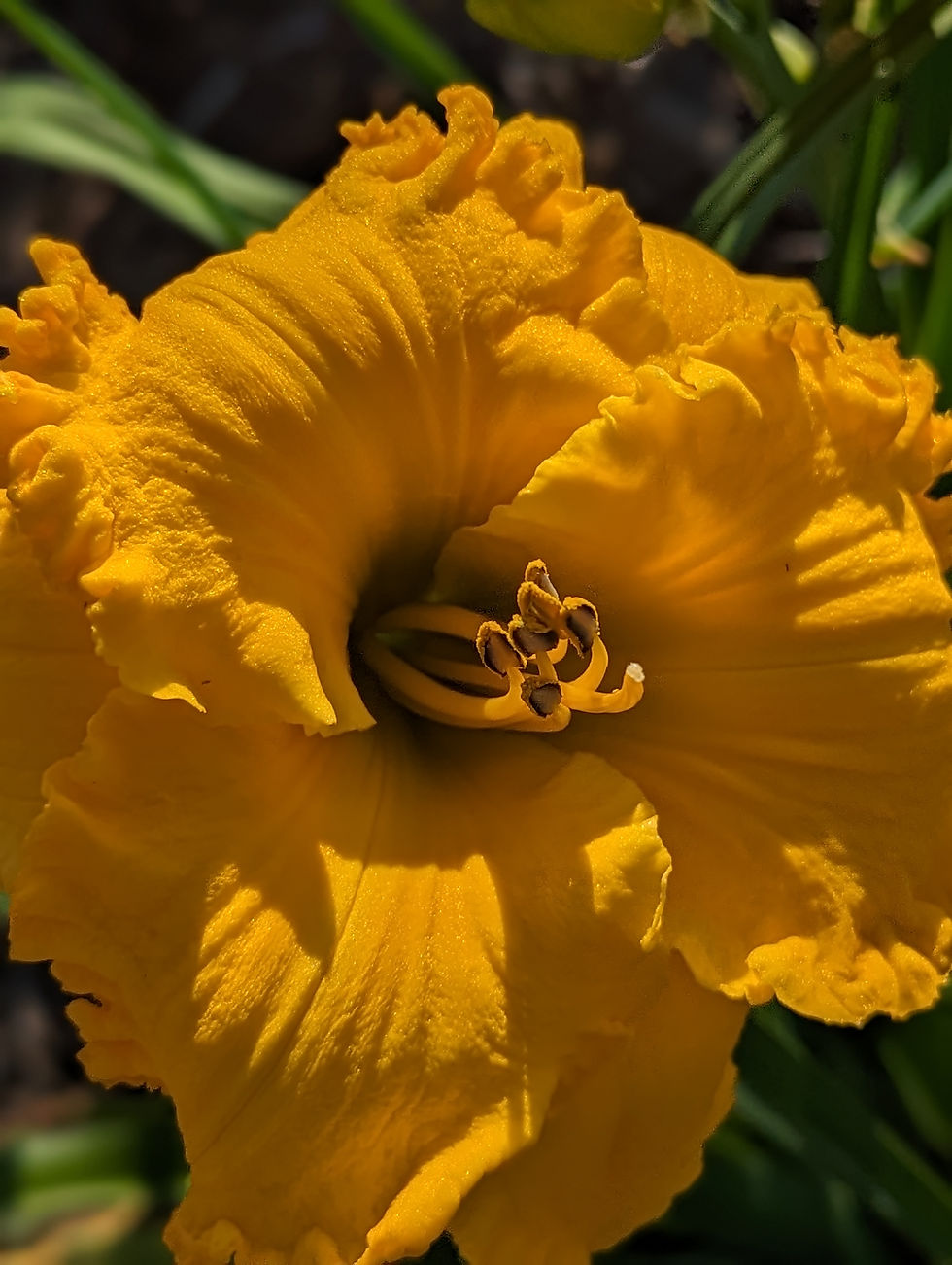 Thumbnail: Summer's Golden Daze