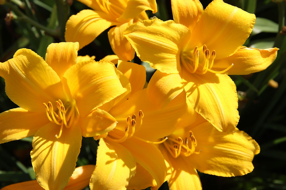 Buttered Popcorn daylily Daylily Drive