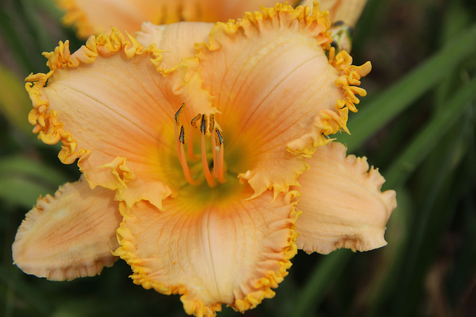 Forestlake Ragamuffin