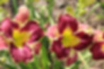 Thumbnail: Venus Flytrap