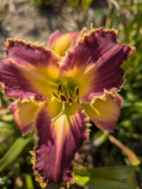 Venus Flytrap