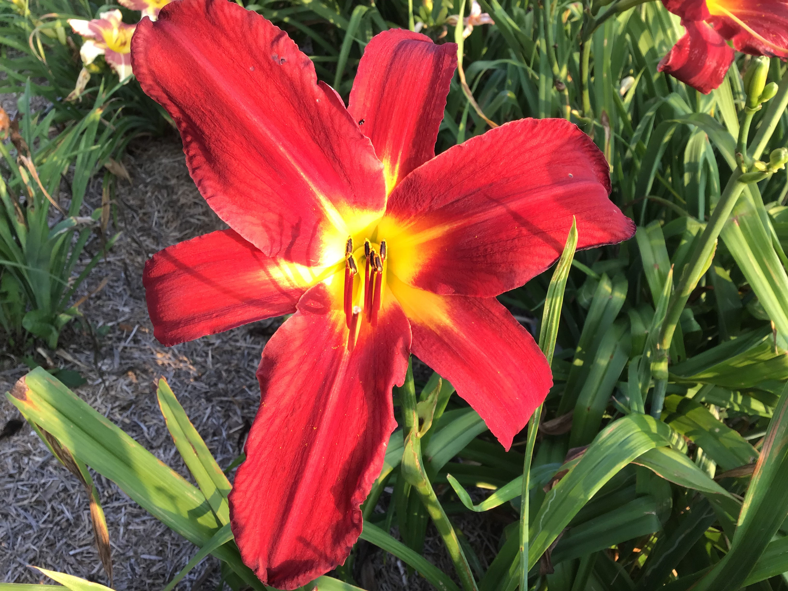 Spider Man daylily