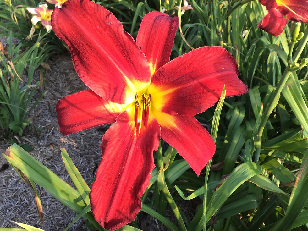 Spider Man daylily