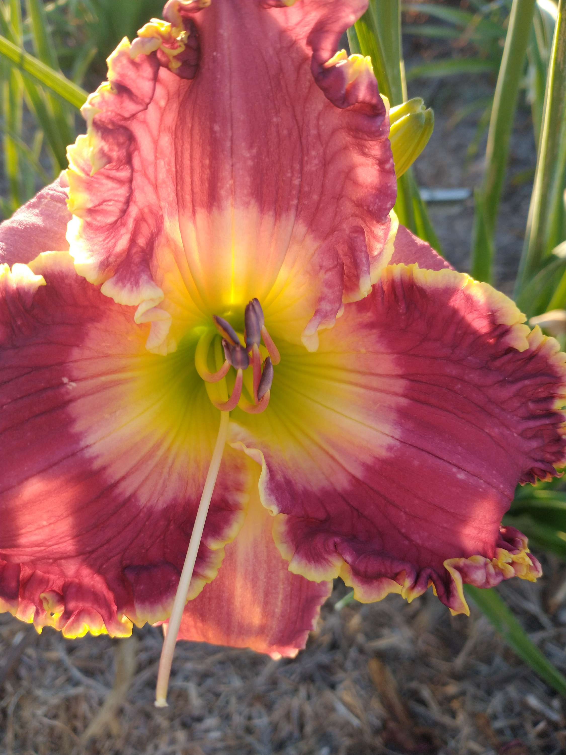 Driving Miss Henrietta 